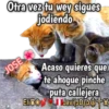 Cats Reactions 21