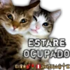 Cats Reactions 22