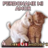Cats Reactions 23