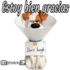 Estoy bien gracias Grilo Don't laugh