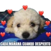 Cachorro Enamorado 8