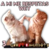 Cats Reactions 28