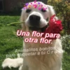 Animalitos Bonitos Para tu CRUSH 8