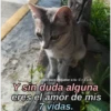 Animalitos Bonitos Para tu CRUSH 18