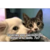 Animalitos Bonitos Para tu CRUSH 26