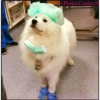 perritos memes 5