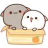 mitao cat
3