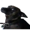 perritos memes 6