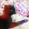 Gatos decorados 7