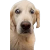 perritos memes 7