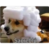 perritos memes 8