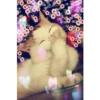 Gatos decorados 8