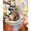 Gatos decorados 9
