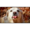 perritos memes 9