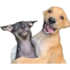 perritos memes 10