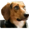 perritos memes 12
