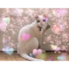 Gatos decorados 14