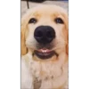 perritos memes 13