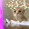 Gatos decorados 15