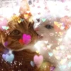 Gatos decorados 16