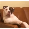 perritos memes 17