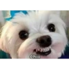 perritos memes 18