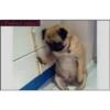 perritos memes 19