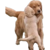 perritos memes 20