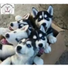 perritos memes 21