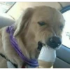 perritos memes 22