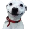 perritos memes 23