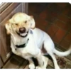 perritos memes 24