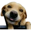 perritos memes 25