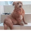 perritos memes 26