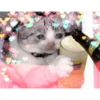 Gatos decorados 30