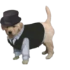 perritos memes 27