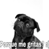 Porque me gritas?
