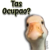 AnimalitoS 5