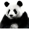 Pandas 5