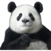 Pandas 9