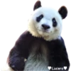 Lucero