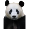 Pandas 17