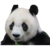 Pandas 20