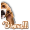 AnimalitoS 21