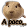 AnimalitoS 24