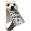 Perritos Random 2 5