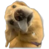 Perritos Random 2 6