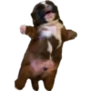 Perritos Random 2 7