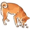 Shiba inu Blixa 6