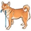 Shiba inu Blixa 8